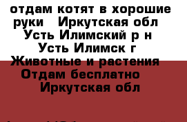 отдам котят в хорошие руки - Иркутская обл., Усть-Илимский р-н, Усть-Илимск г. Животные и растения » Отдам бесплатно   . Иркутская обл.